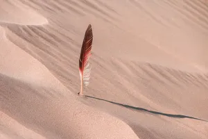 feather jigsaw puzzle