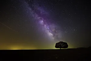 tree jigsaw puzzle