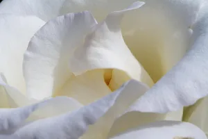 rose jigsaw puzzle