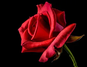 rose jigsaw puzzle