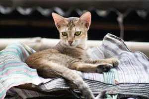 cat jigsaw puzzle