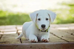puppy jigsaw puzzle
