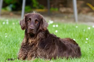 german longhaired pointer jigsaw puzzle