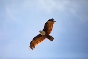 bird jigsaw puzzle