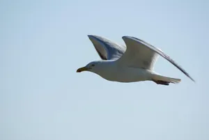 gull jigsaw puzzle