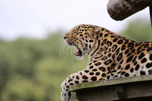 leopard jigsaw puzzle