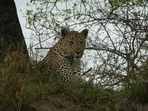 leopard jigsaw puzzle