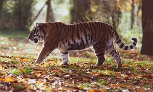 amur tiger jigsaw puzzle