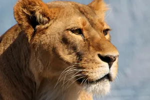 lioness jigsaw puzzle