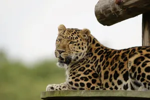 leopard jigsaw puzzle