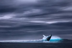 ocean jigsaw puzzle