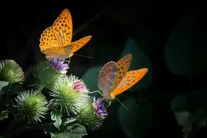 silvery mother-of-pearl butterfly jigsaw puzzle