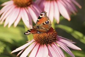 peacock butterfly jigsaw puzzle