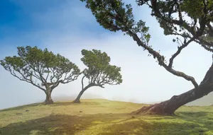 nature jigsaw puzzle