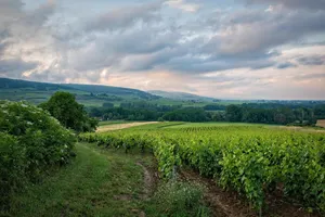 vineyard jigsaw puzzle