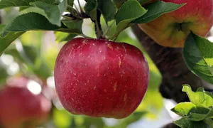 apple jigsaw puzzle