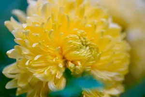 chrysanthemum jigsaw puzzle
