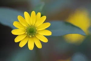 blossom jigsaw puzzle