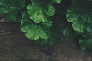 leaves jigsaw puzzle