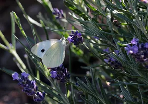 butterfly jigsaw puzzle