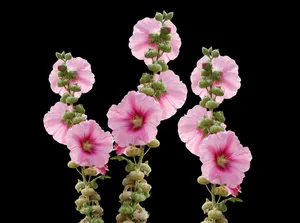 wildflowers jigsaw puzzle