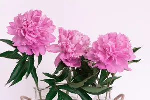 peonies jigsaw puzzle