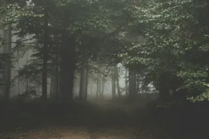 misty forest jigsaw puzzle