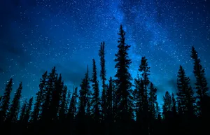 green trees under blue sky during night time jigsaw puzzle