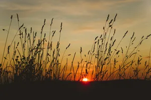 the sun is setting behind some tall grass jigsaw puzzle