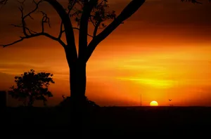 silhouette tree of golden hour jigsaw puzzle