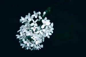 a bunch of white flowers on a black background jigsaw puzzle