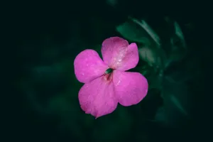 A single pink flower with water droplets. jigsaw puzzle