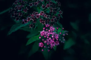a bunch of purple flowers with green leaves jigsaw puzzle