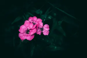 a group of pink flowers sitting on top of a lush green field jigsaw puzzle