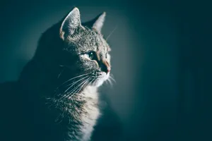 close-up photo of gray cat jigsaw puzzle