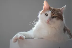 a white and brown cat laying on top of a table jigsaw puzzle