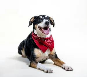 black white and brown short coated dog with red scarf jigsaw puzzle