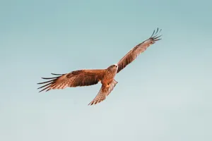 flying brown and white bird under white sky jigsaw puzzle
