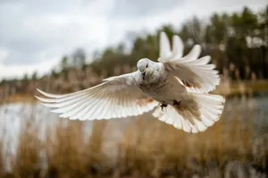 a white bird flying over a body of water jigsaw puzzle