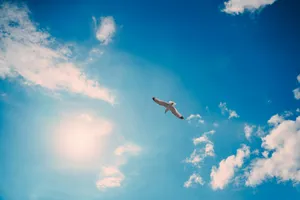a bird flying high up in the sky jigsaw puzzle