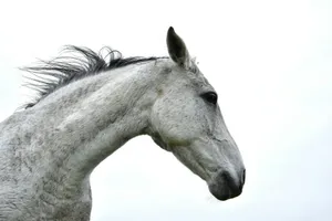 A white horse with a grey mane and tail. jigsaw puzzle