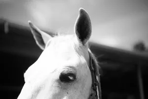 white horse jigsaw puzzle