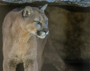 A close up of a mountain lion on a rock jigsaw puzzle
