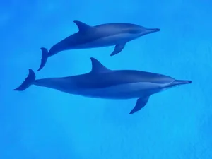 two dolphins swimming in the blue water jigsaw puzzle
