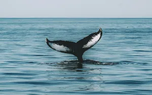 a whale tail flups out of the water jigsaw puzzle
