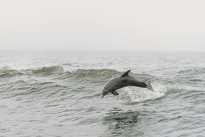 a dolphin jumping out of the water jigsaw puzzle