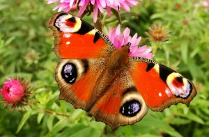 red and brown moth perching on pink flower during daytime jigsaw puzzle