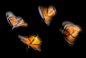 four brown butterflies jigsaw puzzle