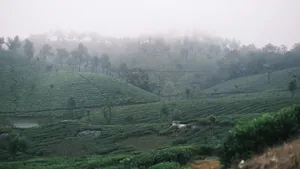 Misty green hills covered in tea plantations jigsaw puzzle