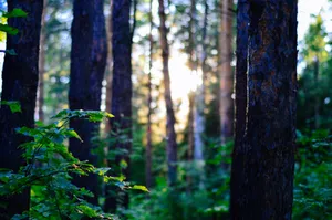 Sunlit forest scene with lush green leaves and tall tree trunks, capturing nature's beauty. jigsaw puzzle